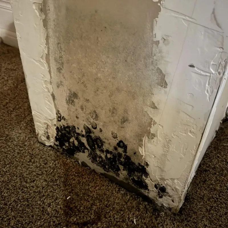 Professional Mold Removal in Alexandria, VA
